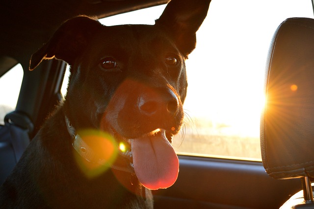 Der Hund im Auto - und wie man ihn während der Fahrt sicher unterbringt 