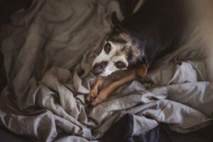 Alte Hunde bekommen nicht nur graue Schnäuzchen, sondern können auch dement werden