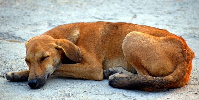 Straßenhund stubenrein bekommen