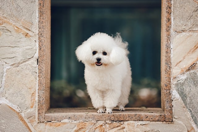 Pfotentrimmer für Hunde