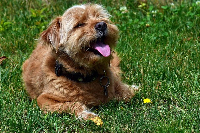 schnell Atmung bei Hunden