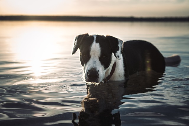 Wasserrute beim Hund