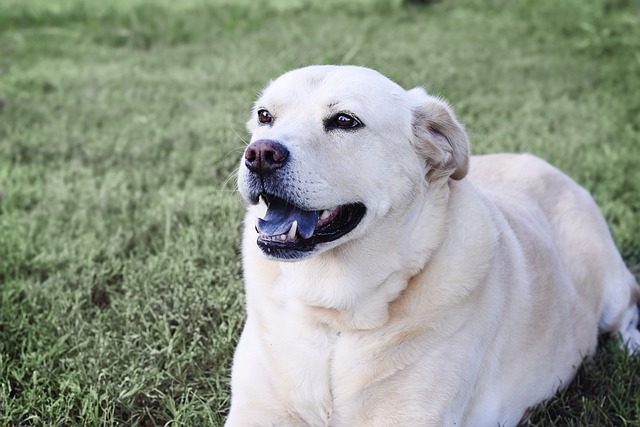 Blaue Zunge Hund