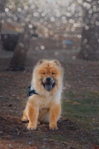 Chow-Chow mit der charakteristischen, blauen Zunge.