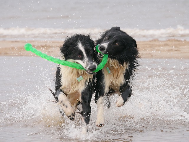 Hundespielzeug unkaputtbar