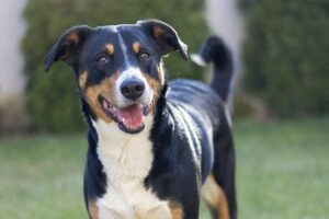 Appenzeller Sennenhund