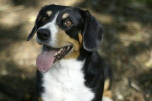 Entlebucher Sennenhund