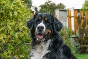 Berner Sennenhund: Groß und langhaarig