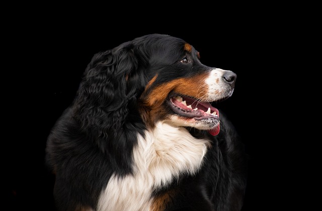 Berner Sennenhund Nachteile